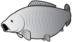 Öntapadó ponty SILVER