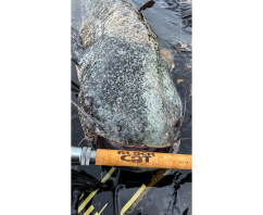 Black Cat Prút Battle Cat XH 3,20 m  250 g