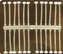 EXTRA CARP SILICONE BOILIE HOLDER 30MM - 24KS