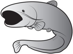 Öntapadó harcsa SILVER