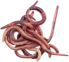 Dendrobena