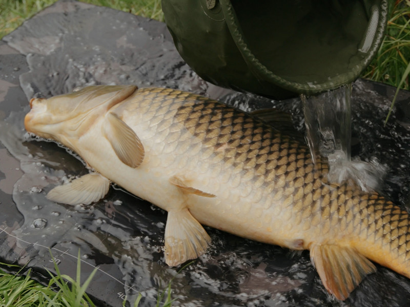 Podložka pod ryby Delphin CarpMAT BANX Camo 110x60 cm
