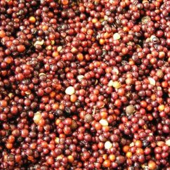 Poseidon Varená repka 1kg